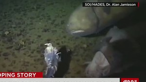 New fish discovered in deepest place