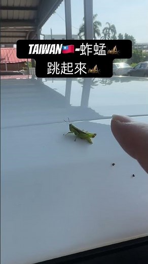 #台灣 #大自然 #自然 #蚱蜢 #昆蟲 #跳 #跳躍 #🦗 #可愛 #飛越
