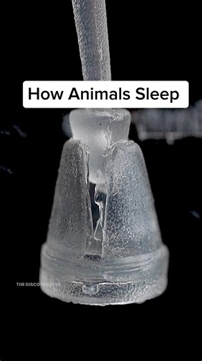 How Animals sleep 😲 #sleep #creepy #intresting #animals | How Animals Sleep