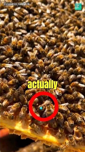How Beekeepers Find the Queen Bee🐝