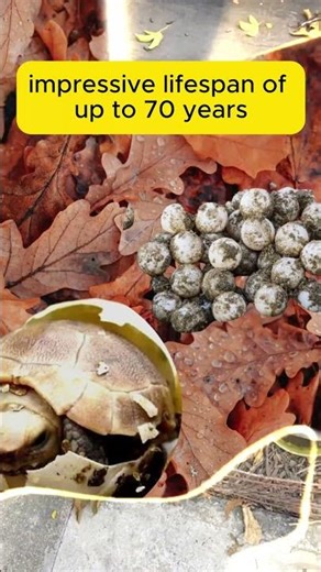 Golden Mountain Tortoises: 5 Must-See Facts! #tortoises #wildlife