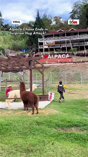 An alpaca stole the show at the farm, chasing one person before hugging another from behind! 📹: @azrin_izwan #theSun #theSunMY #Viral #Malaysia #Trendingnews #AlpacaFun #SurpriseHug Click the link in bio @theSundaily to read the full story