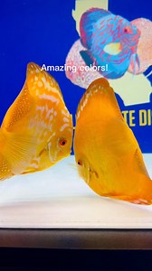 ✨ Golden Crystal Discus glowing with rich gold tones and pearly crystal patterning—pure elegance in motion. #GoldenCrystalDiscus #DiscusFish #PremiumDiscus | Aqua Life Aquarium