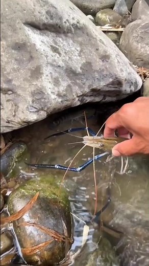 Catching Freshwater Shrimps: Foraging, Trapping & Cooking Wild River Delicacies | Catch & Cook Shrim