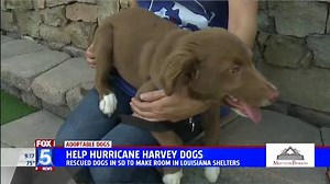 14K views · 138 reactions | Check out these very adoptable dogs featured today on the FOX 5 Morning News. They are refugees from the Gulf Coast. They come to San Diego to make room in shelters for animals left homeless by Hurricane Harvey. For information about adopting these dogs, visit: https://rchumanesociety.org/ | FOX 5 San Diego | Facebook