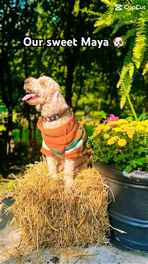 Our agility farm girl 🐶🤠#dog #dogagilitytraining #capcutedit