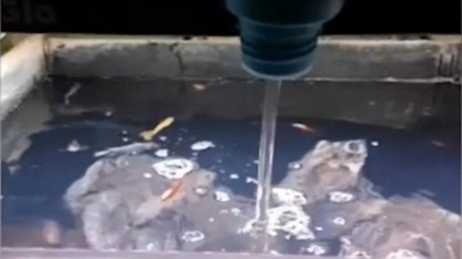 Woman kills boyfriend's fish with bleach while shouting 'DIE, DIE, DIE!'
