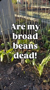 Have your broad beans died in the recent cold? If your autumn sown broad beans are looking a bit sorry for themselves, with blackened leaves and drooping stems, do not be too quick to write them off. This is perfectly normal after a cold snap. Broad beans are surprisingly hardy. Even when they look like they have had it, they often recover once the weather settles. The key thing is to leave them alone for now. As long as the main stem is still green and firm near the base, there is life in them 