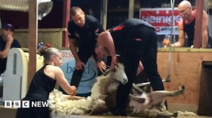 Sheep-shearing world record smashed