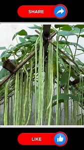 Grow Long Beans Plant 🆕😍 | Small Vegetable Garden