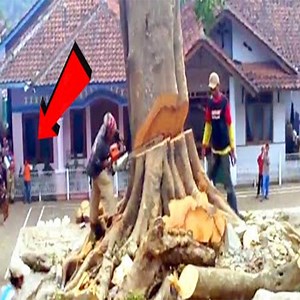 25K views · 190 reactions | Extremely Dangerous Tree Cutting Fails With Chainsaw | World Life | Facebook