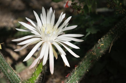 This Texas cactus blooms once a year — and only at night