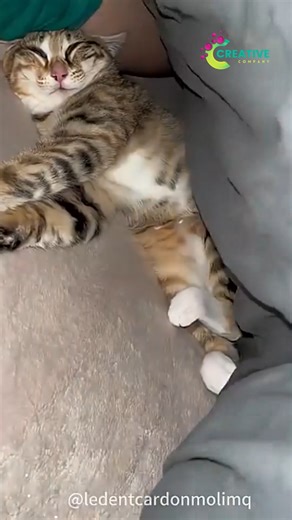 My cat’s life goal is to make me laugh and lose sleep. | Creative Company