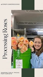 How to process one bunch of roses in less than a minute. Roses come packed in cardboard with rubber bands to keep them in place. Keep the rubber bands! They’re free and you’ll never buy them again. There’s multiple ways to process but this is what works best for us and how we can do it quickly! Start with the bunch in front of you laid out. You want to strip in one quick motion then move to the next rose. Don’t pick up each rose individually because it’s too many motions and you can’t go quick. 