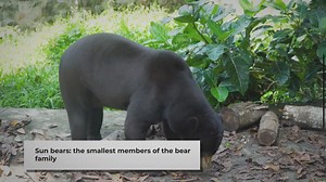 Do Sun Bears Attack Humans? Exploring the Facts