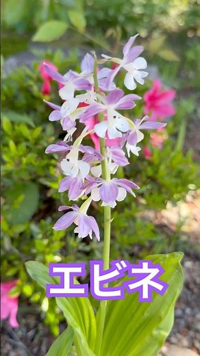 エビネ蘭 コオズ系交配 長生蘭 #家庭菜園 #農業
