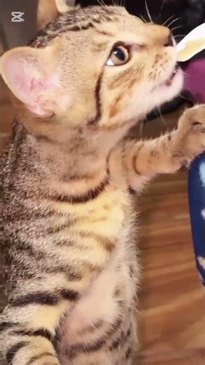 #cat #reels#shortvideo #newyork #newyoutuber #youtubeshorts #fypシ゚viral #fyp