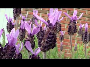 Spanish Lavender (Lavandula Stoechas) at the end of May
