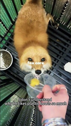 fox core :3 #fypシ゚viral #cute #pets #dc #fox #furry #shorts #viral #puppy