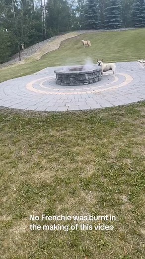 Frenchie Complex™ on Instagram: "From the depth of hell cometh the blue frenchie 😂 Credit: kristiepaw79 (TT) . . #frenchie #frenchiepuppy #bulldog #ilovemyfrenchie #frenchbulldogsofinstagram #buhi #frenchbulldogs #frenchieoftheday #petsgram #puppylove"