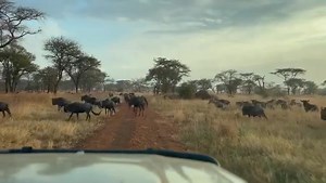 Wildebeest herd was spotted moving at sunset in the Ikoma area of the western corridor. Plenty of noise from the males in this video, these snorts can be heard from a distance of 1.5 km away! This amazing video was captured in the Ikoma area of the Serengeti National Park on the 21st June 2023. https://wildebeestsightings.com/ 📸 - @trackless_wild via Herd Tracker | The Wildebeest Sightings