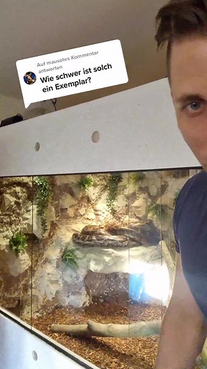 Antwort auf @mausohr #enclosure #burmesepython #reptilekeeper #amazing #terrariumbau #reptilesoftiktok #tiktok #tiktokgermany #python #snake #tooltime #work #exoticpets #wow #terrarium #viral #viraltiktok #foryou #4u #schlange #bobderbaumeister #love #leidenschaft #passion #cash #money #rain #single #exotic #fy #fyp #fypage