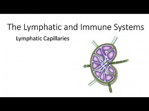 Lymphatic Capillaries