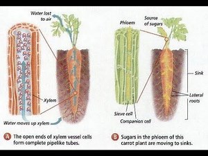Xylem & Phloem - Structure & Arrangement |Life Processes( part 5)| RooseTube |Biology Series