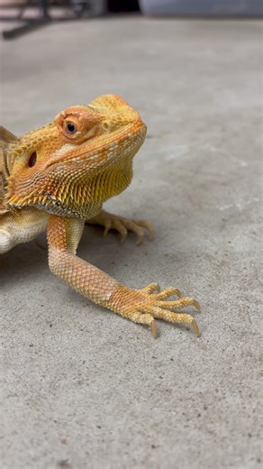 62K views · 1.2K reactions | Rescue isn’t done with life… camel has so much energy it’s not even funny. All day he runs up and down his ramp and all in his cage. Loves his bugs and greens! | Dragon Smart | Facebook