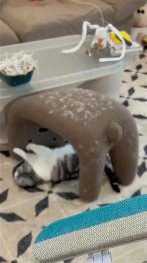 Cat Grooming Glove – Gentle Fur Removal & Massage#Cat #Cats #CuteCat