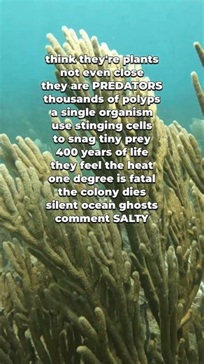 Sea Fans - The Oceans Silent Predator