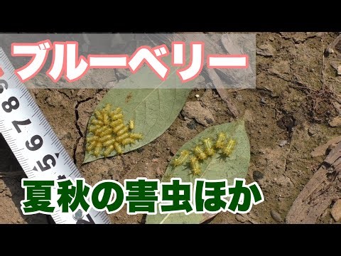 ブルーベリー 夏秋の害虫駆除ほか