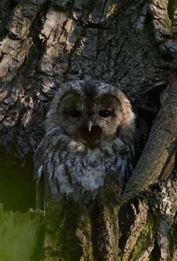 Sleepy tawny owl moments in nature