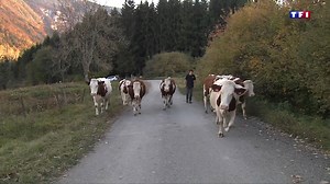 1.4M views · 7K reactions | INSOLITE ❗ Un habitant porte plainte contre une famille d'éleveurs parce que les vaches empruntent la même route que lui !  Via TF1 Le JT | TF1 | Facebook