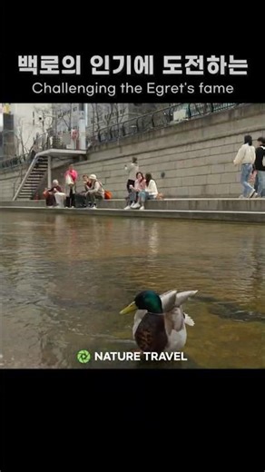 Eye Contact! Mallard Nesting in a Flower Bed Right Next to the Walkway