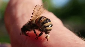 Biting View Bee Stock Footage Video (100% Royalty-free) 3645979447 | Shutterstock