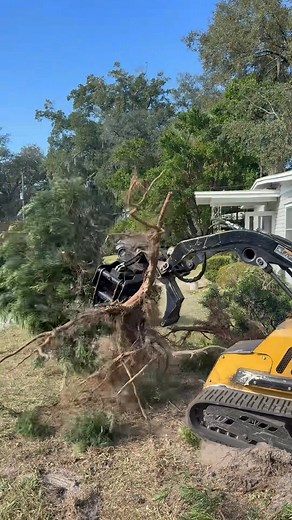 Jacksonville Florida, bush removal #fypageシ | That Tree Monkey