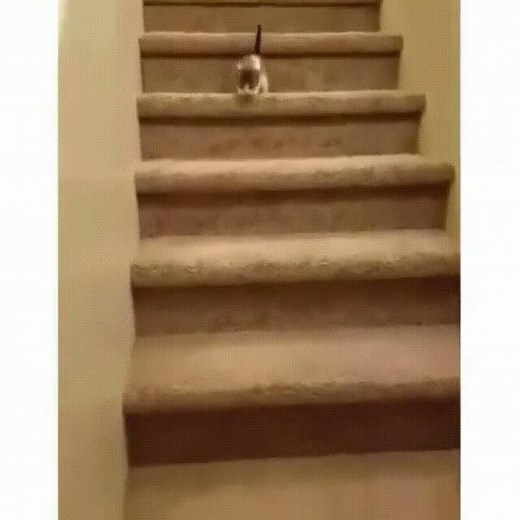 Kitten falls down stairs