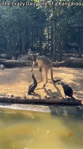funny kangaroos #funnyanimals