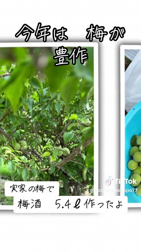 2025.5.30 実家の梅が今年は 沢山できとったので、梅酒を作った！ 今回は 無難にホワイトリカー１.８ℓ×３本と氷砂糖と黒糖で。 はよ呑みたいな〜！ 楽しみ🤤