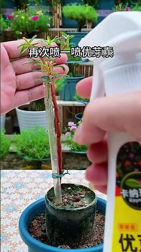 How to grow a lollipop tree from a branch