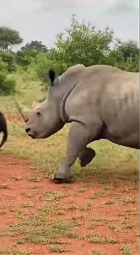 Rhino CHARGES Leopard - SAVES Baby Gorilla 😱🔥 #viral #shorts