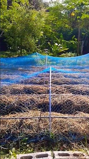 Bird net installation using PVC pipes to protect peanut seeds #garden