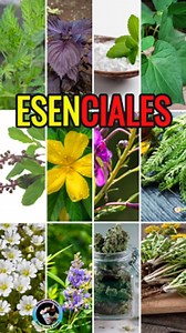 ¿Sabías que la naturaleza tiene el poder de sanar? Descubre las 15 plantas medicinales más ESENCIALES que puedes utilizar para tratar diversas enfermedades y mejorar tu salud en general. En este video, te enseñaremos cómo identificar, preparar y utilizar estas plantas medicinales de forma segura y efectiva. Este video es para ti si: Buscas alternativas naturales para cuidar tu salud Te interesa aprender sobre las propiedades curativas de las plantas Quieres reforzar tu sistema inmunológico de fo