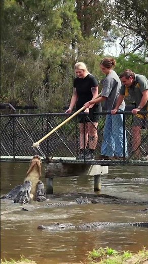 Alligator Encounters are BACK | Australian Reptile Park