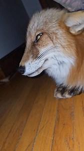 94K views · 8.6K reactions | DixieDo fox the guard fox 力 She takes her job very seriously! | Saveafox Corporation | Facebook