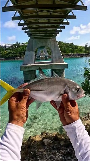 Removing Parasite That Eats Fish Tongue! 😱(Cymothoa Exigua)