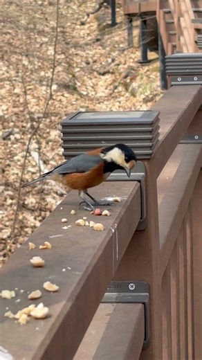 "공중의 새를 보라 심지도 않고 거두지도 않고 창고에 모아들이지도 아니하되 너희 하늘 아버지께서 기르시나니“마6:26