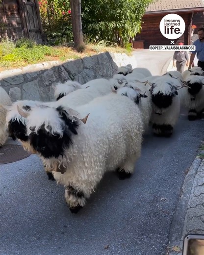 217K views · 3K reactions | Fluffy sheep with floppy ears.. what more could one want? 珞 | Lessons Learned In Life | Facebook