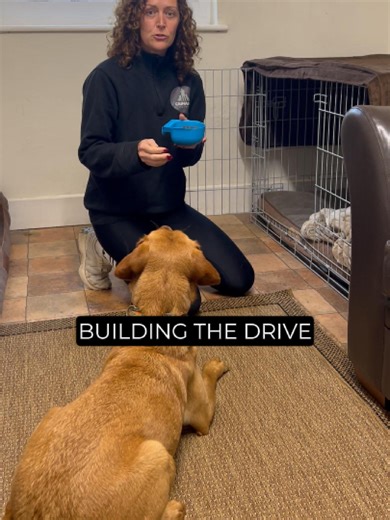 Want your dog to choose the crate instead of avoiding it? Build drive, don’t force it 👇 🔒 Take their food and place it inside the crate 👃 Let your dog see and smell it ➡️ They’ll want to get in 🚪 Open the door and let them choose to enter Motivation creates value. Value builds confidence. And confidence changes behaviour. This is how we build drive for the crate 🙌 #dogtraining #dogtrainer #dogtrainingtips #crate #cratetraining